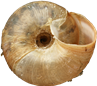 Euomphalia strigellaSIDENSNÄCKA13,2 × 14,9 mm